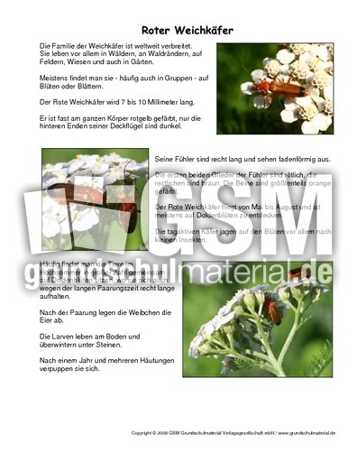 Roter Weichkäfer-Steckbrief.pdf